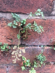 Asplenium ruta-muraria