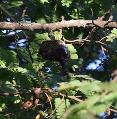 Chloropicus fuscescens