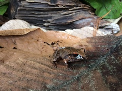 Craugastor rostralis