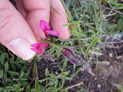 Indigofera heterophylla