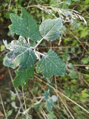 Phratora