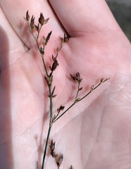 Juncus pelocarpus