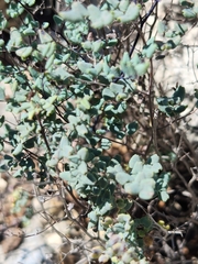 Argyrochosma microphylla