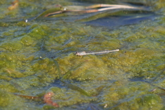 Ischnura fluviatilis