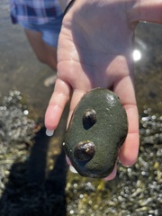 Testudinalia testudinalis