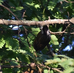 Chloropicus fuscescens