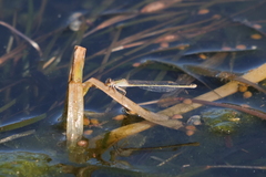 Ischnura fluviatilis