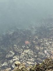 Dermasterias imbricata