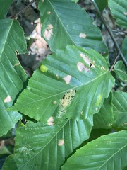 Acalitus ferrugineum