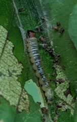 Psilocorsis reflexella