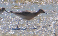 Calidris subruficollis