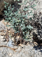 Argyrochosma microphylla