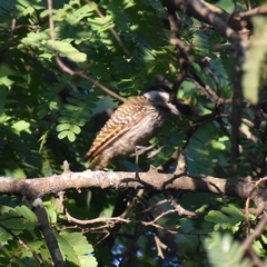 Chloropicus fuscescens