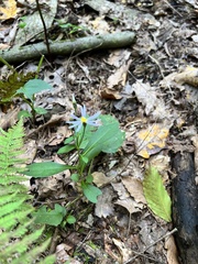 Symphyotrichum prenanthoides