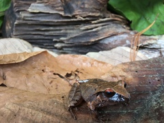 Craugastor rostralis