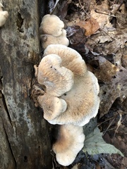 Lentinellus