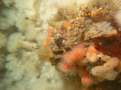 Hemilepidotus hemilepidotus