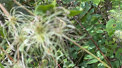 Clematis drummondii