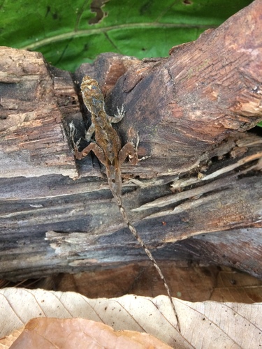 Anolis cusuco