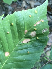 Acalitus ferrugineum