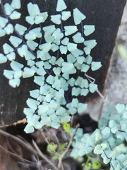 Argyrochosma microphylla