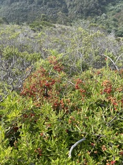 Pyracantha angustifolia