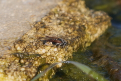 Brachygastra lecheguana