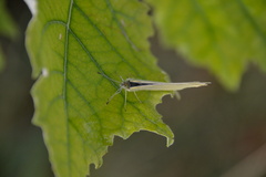 Pierinae