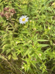 Symphyotrichum firmum