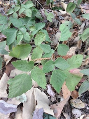 Rubus ursinus