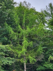 Larix laricina