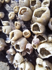 Amphibalanus improvisus