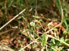 Cerastium fontanum