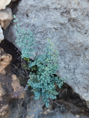 Argyrochosma microphylla