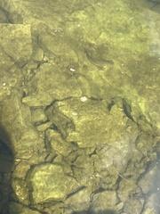 Neogobius melanostomus