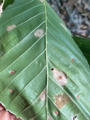 Acalitus ferrugineum