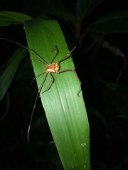 Cynorta bromeliacia