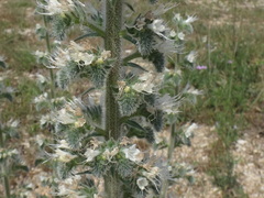 Echium italicum