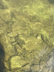 Neogobius melanostomus