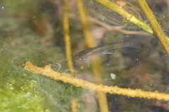 Poeciliidae