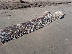 Amphibalanus improvisus