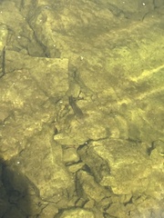 Neogobius melanostomus