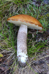 Leccinum versipelle