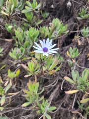 Dimorphotheca