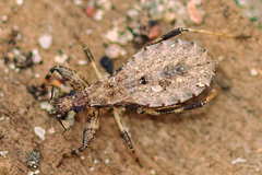 Oncocephalus