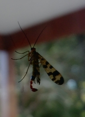 Panorpa meridionalis