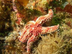 Orthasterias koehleri