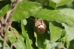 Chelymorpha indigesta