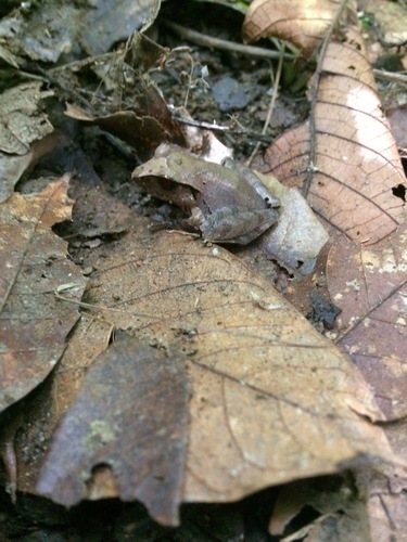Snouted Robber Frog, Craugastor rostralis