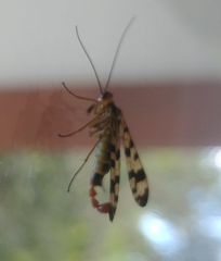 Panorpa meridionalis